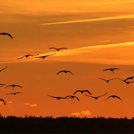 Rauchschwalbe Ferienhaus